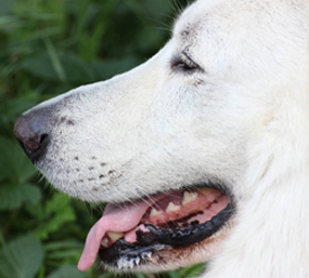 Fragen beantworten, Beratung