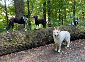 ...und ab geht die Post