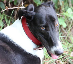 Maili beim Apportieren