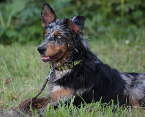 Maili beim Apportieren