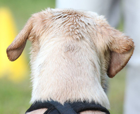 Maili beim Apportieren