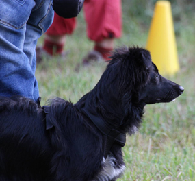 Maili beim Apportieren