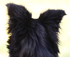 Maili beim Apportieren