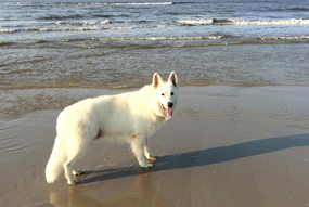 Maili beim Apportieren