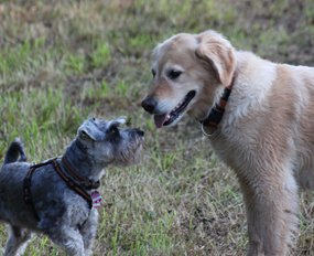 Maili beim Apportieren