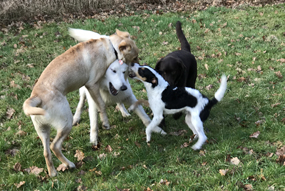 Maili beim Apportieren