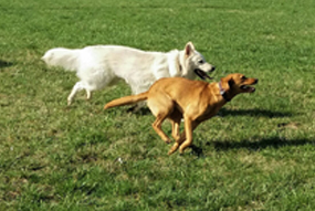 Maili beim Apportieren