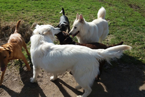 Maili beim Apportieren