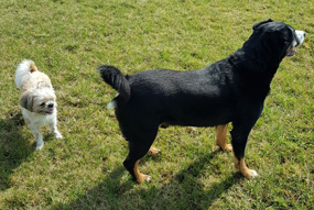 Maili beim Apportieren