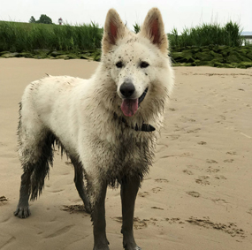 Maili beim Apportieren