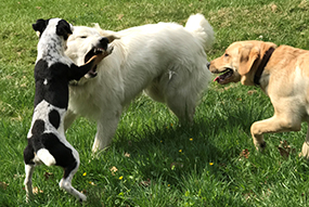 Maili beim Apportieren