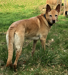 Maili beim Apportieren